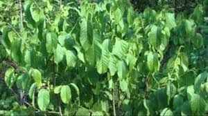 Vanaspati Ghee Plant